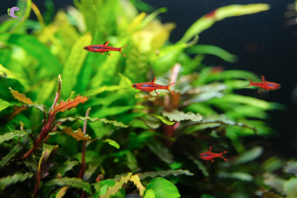 Cá Trâm Siêu Đỏ Indo-2