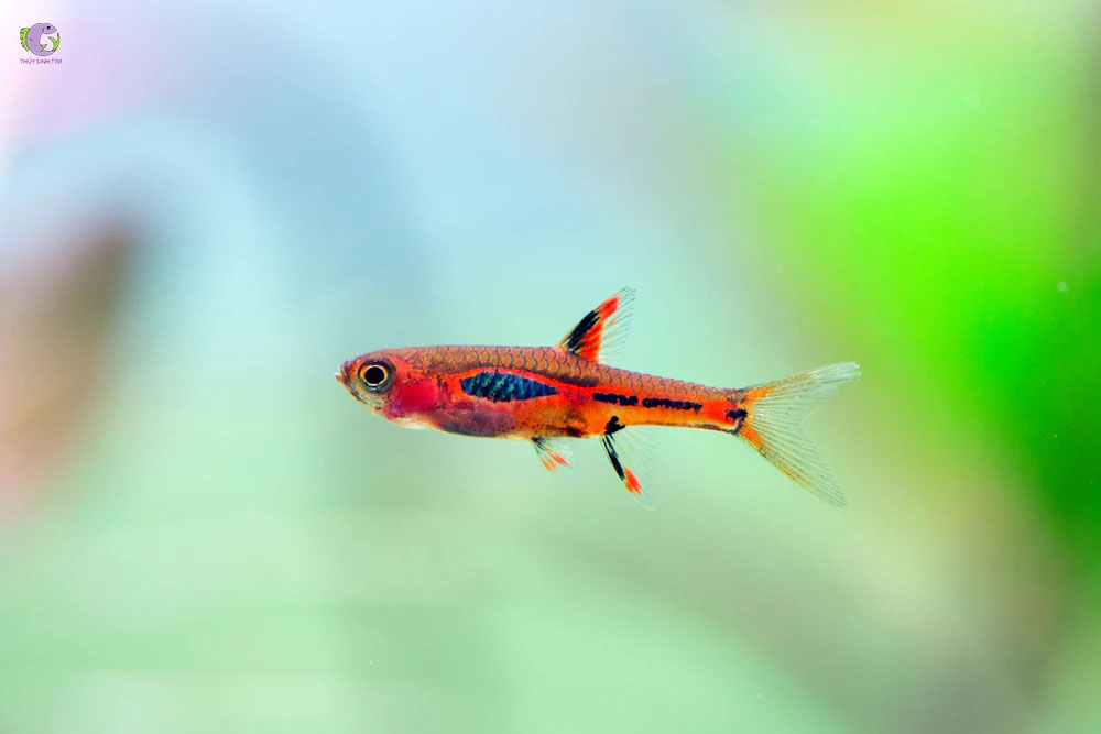 Cá Trâm Siêu Đỏ Indo-1