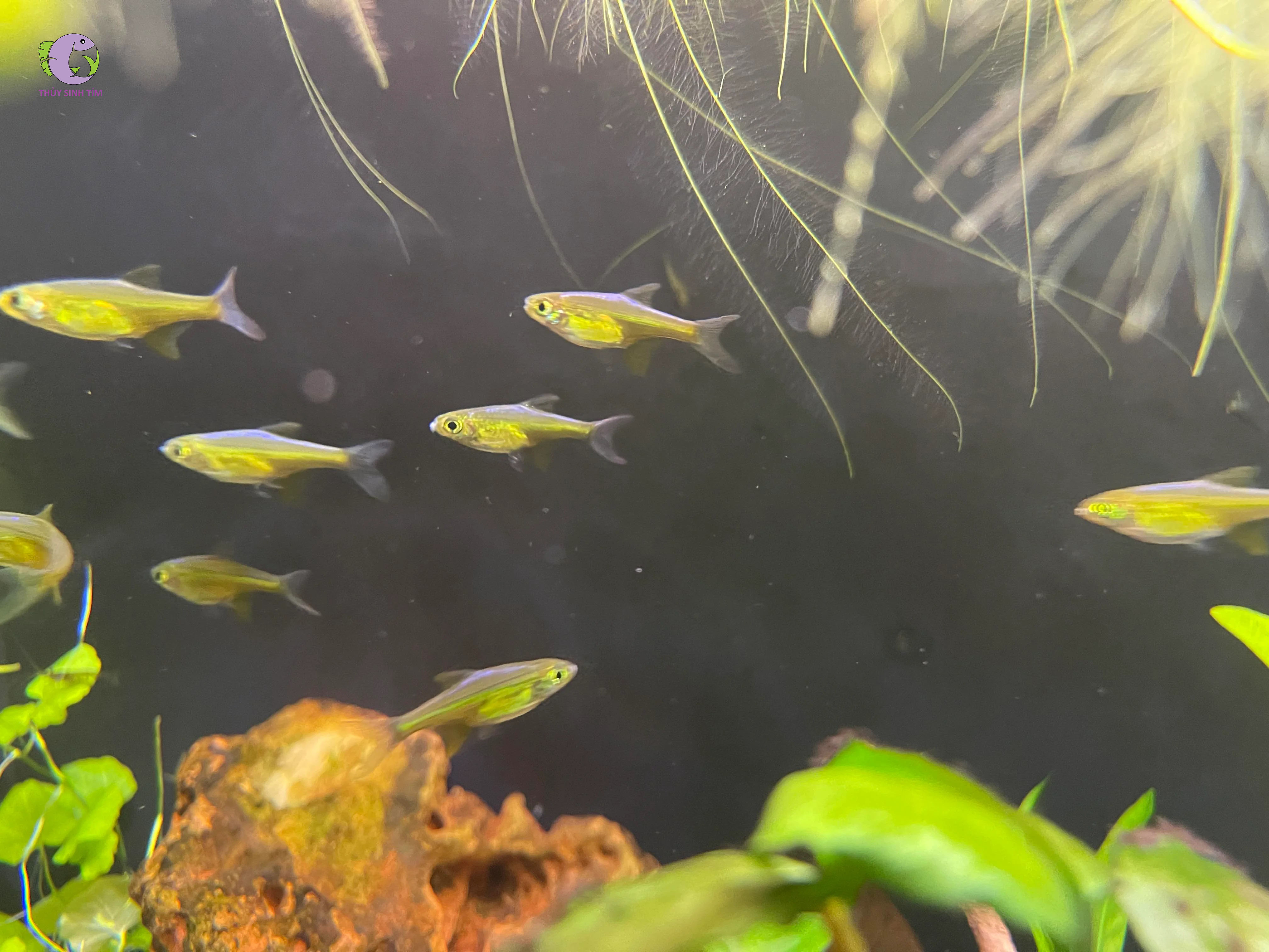 Cá Trâm Xanh Lục Bảo-2