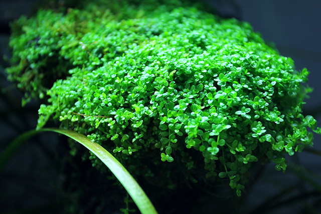 trân châu cuba - 2