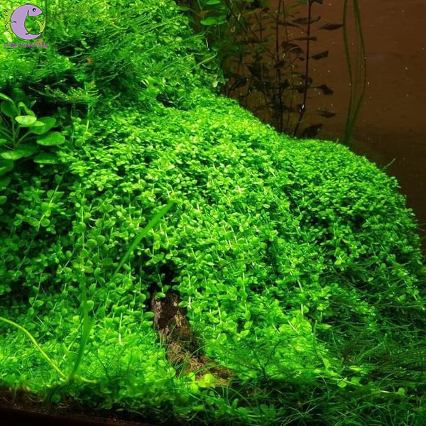 tran-chau-ngoc-trai-2