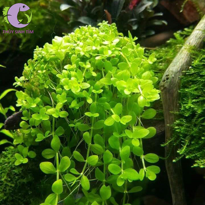 tran-chau-ngoc-trai-3