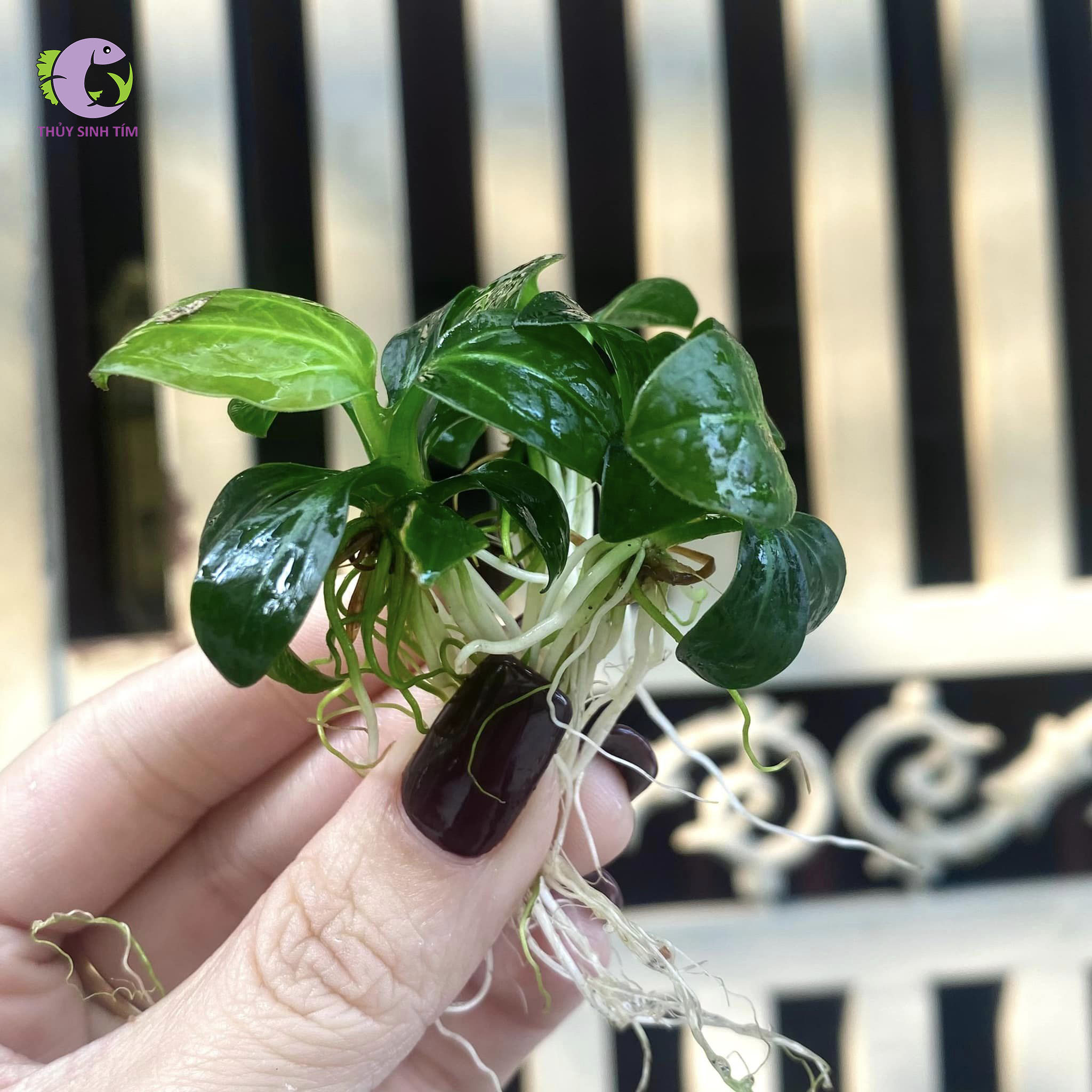 Cây Trầu Iguazu 2009-2