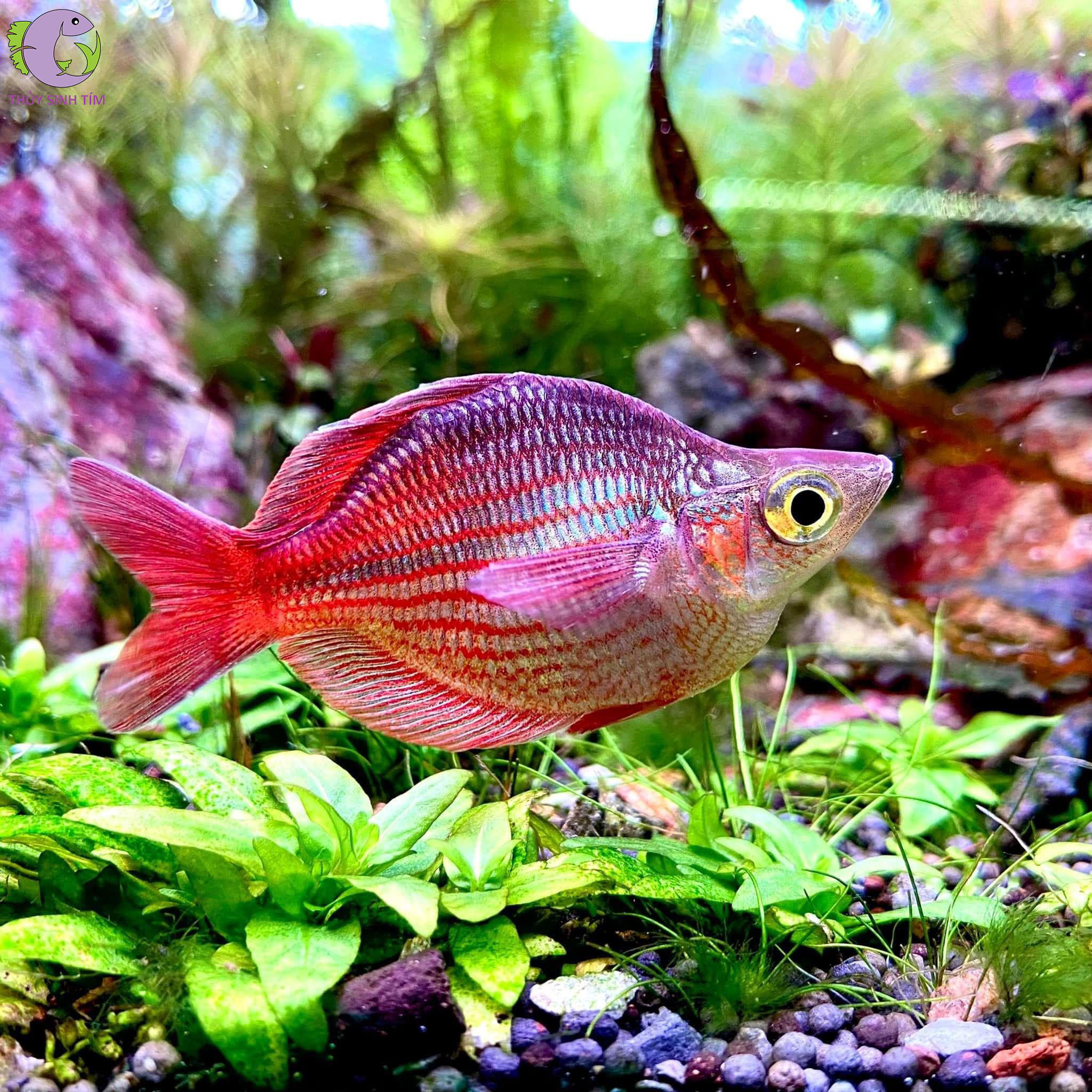 Cá Cầu Vồng Trifas Short 1