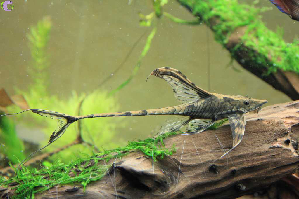 Cá Trực Thăng Đen - 1