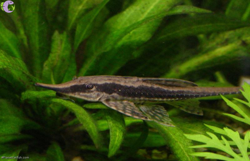 Cá Trực Thăng Đen - 2