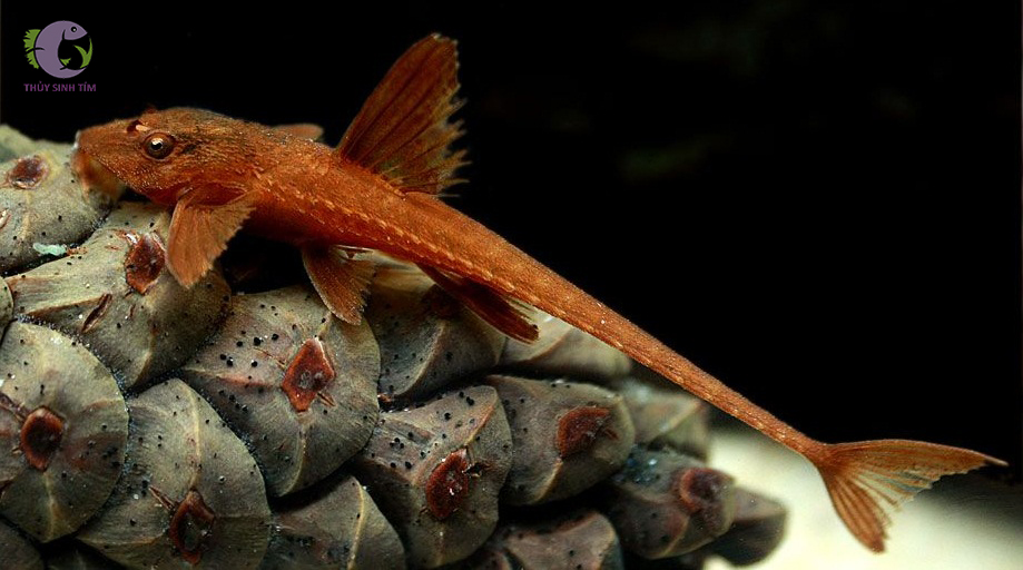 cá trực thăng đỏ red lizard whiptail catfish - 2