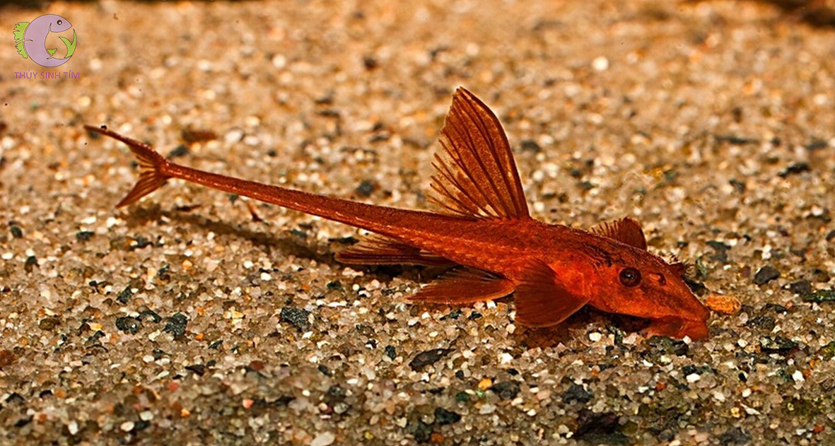 cá trực thăng đỏ red lizard whiptail catfish - 1