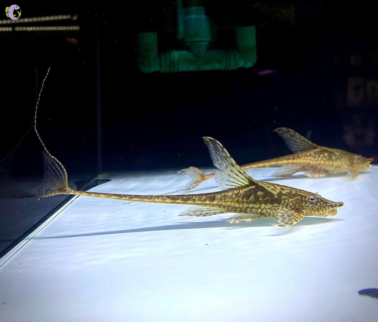 Cá Trực Thăng - 1