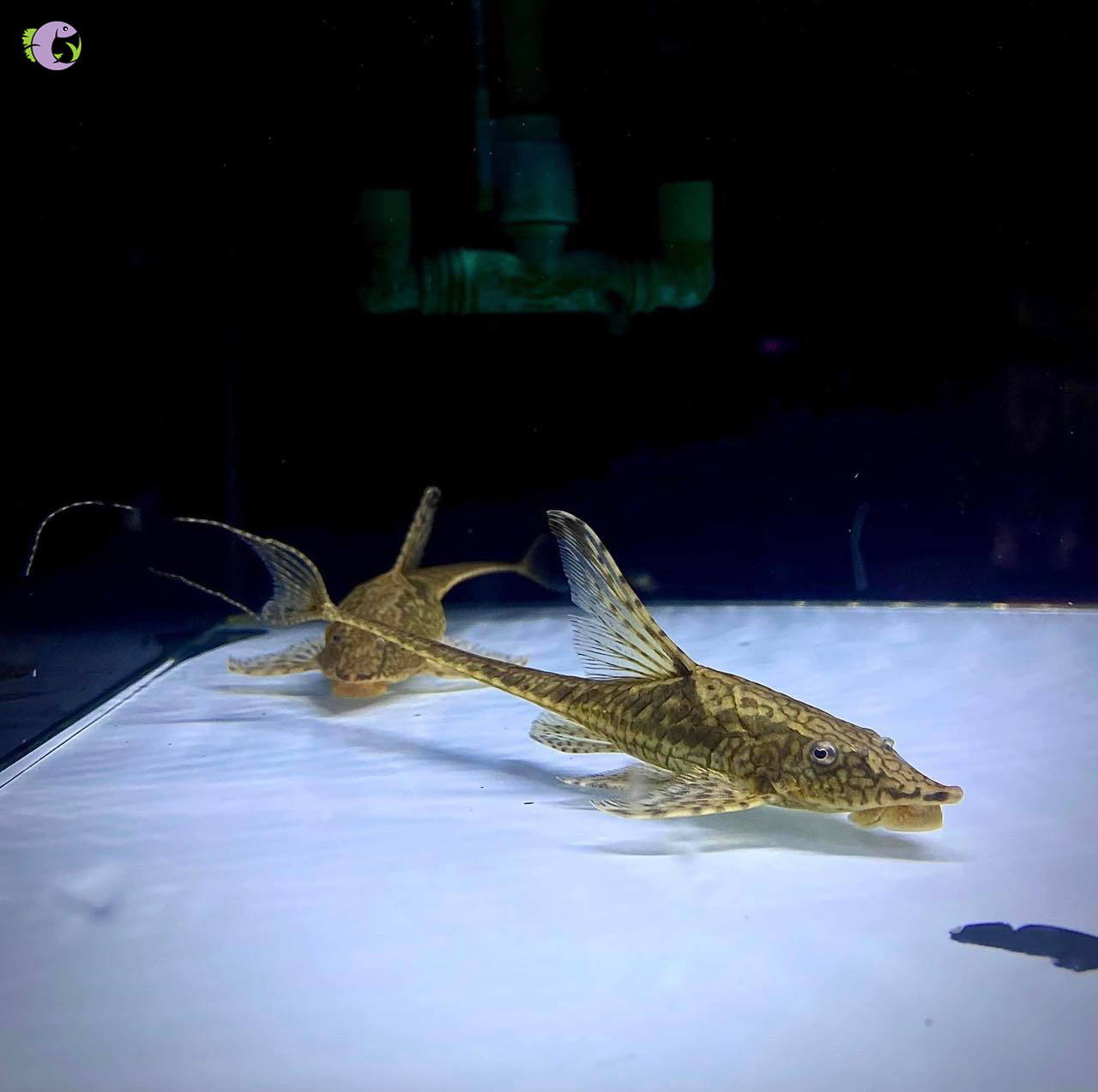 Cá Trực Thăng - 2