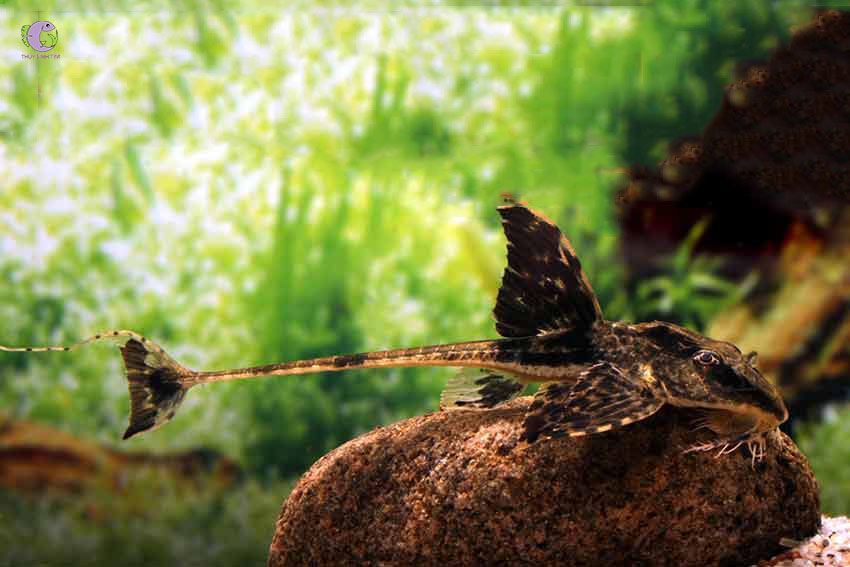 Trực Thăng Panda-2