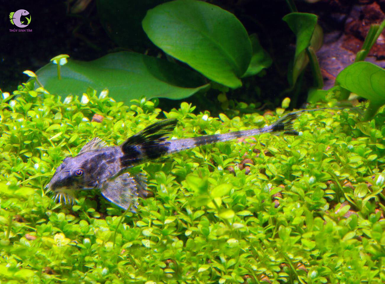 Trực Thăng Panda-1