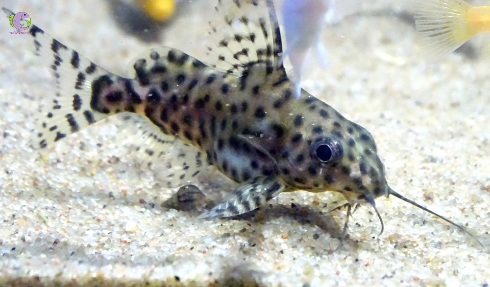 CÁ MÈO TRƯỜNG GIANG SAO-1