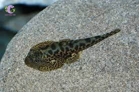 Cá Tỳ Bà Bướm Tiger-2