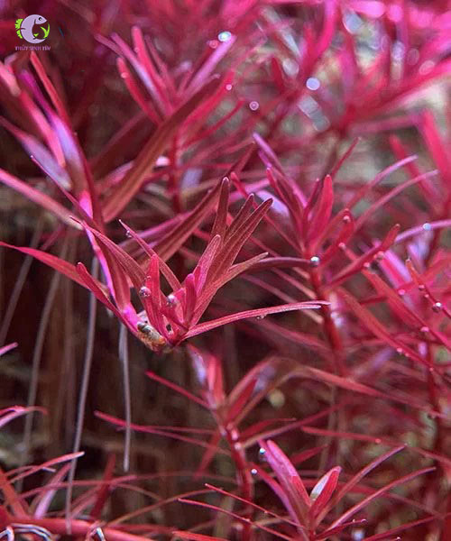 Cây Cắt Cắm Vảy Ốc H'ra-1