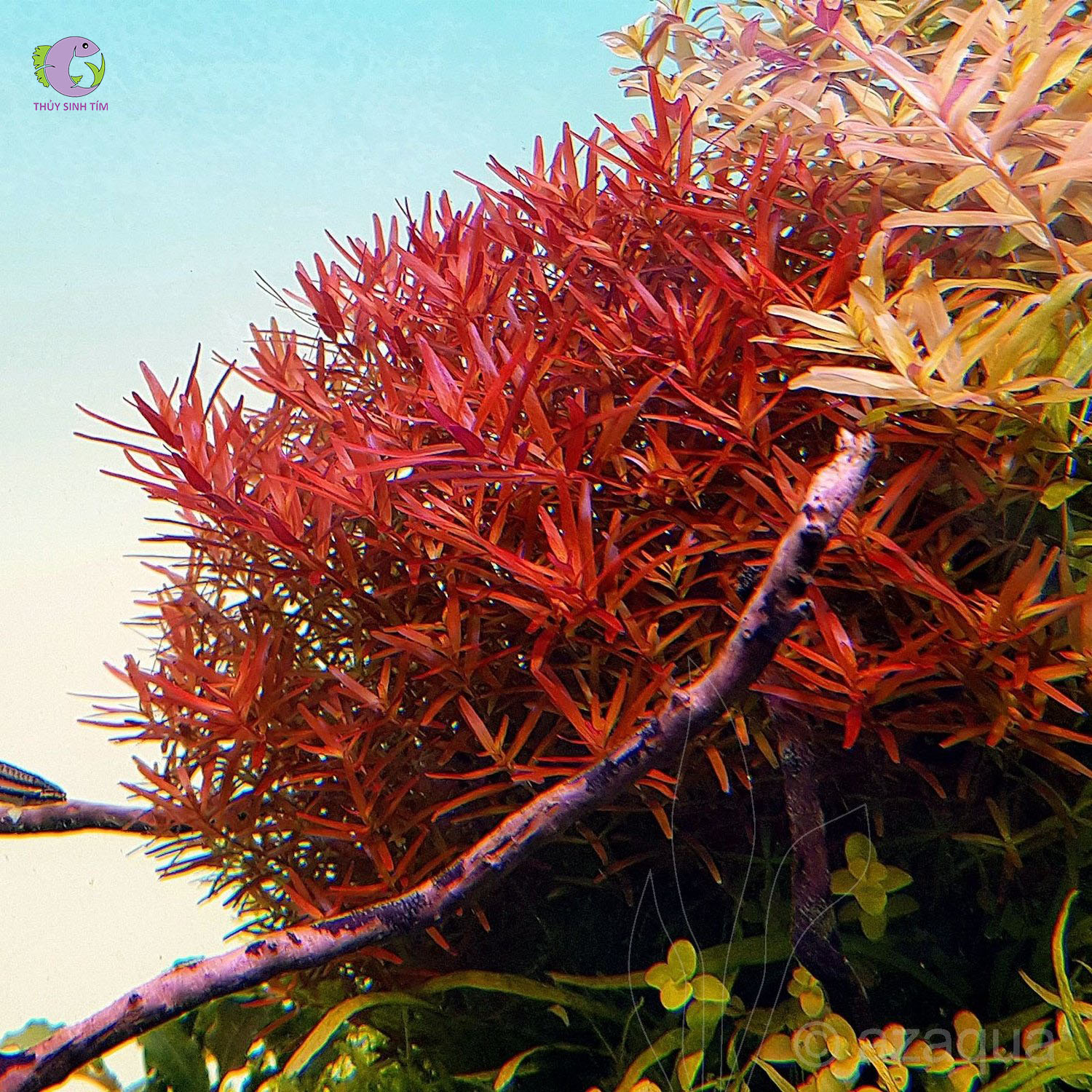 Cây Cắt Cắm Vảy Ốc H'ra-2