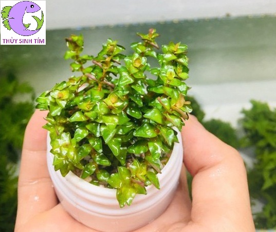 vảy ốc ngọc trai - 1