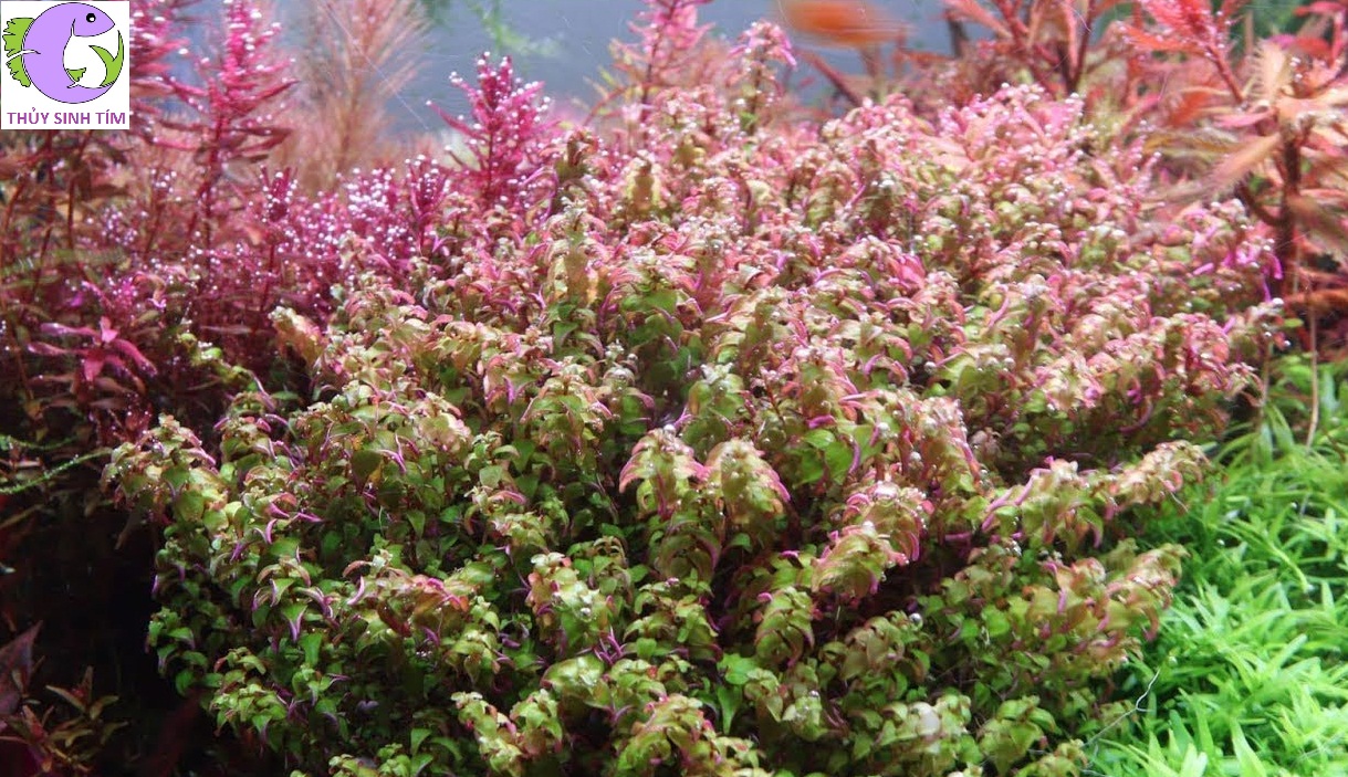 vảy ốc ngọc trai