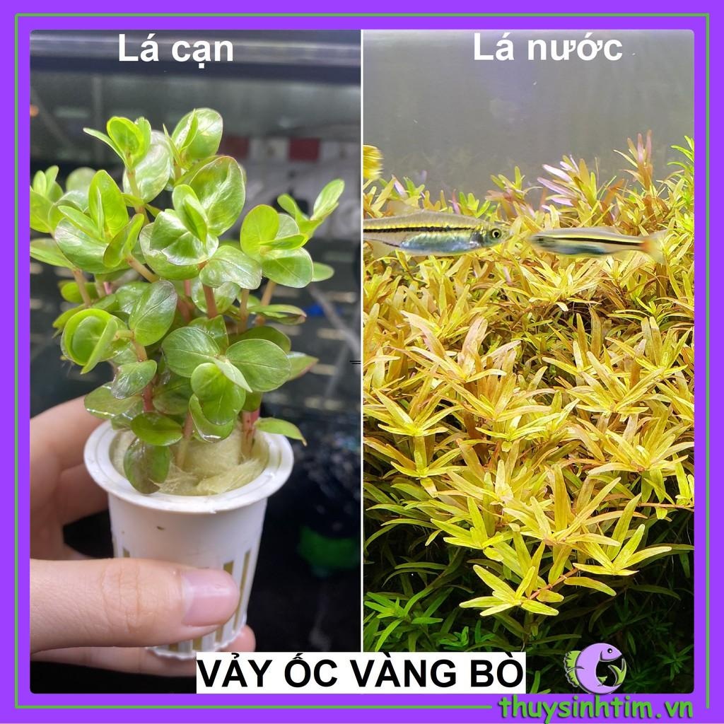 Cây Vảy Ốc Vàng Bò-1