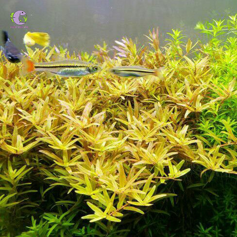 Cây Vảy Ốc Vàng Bò-2