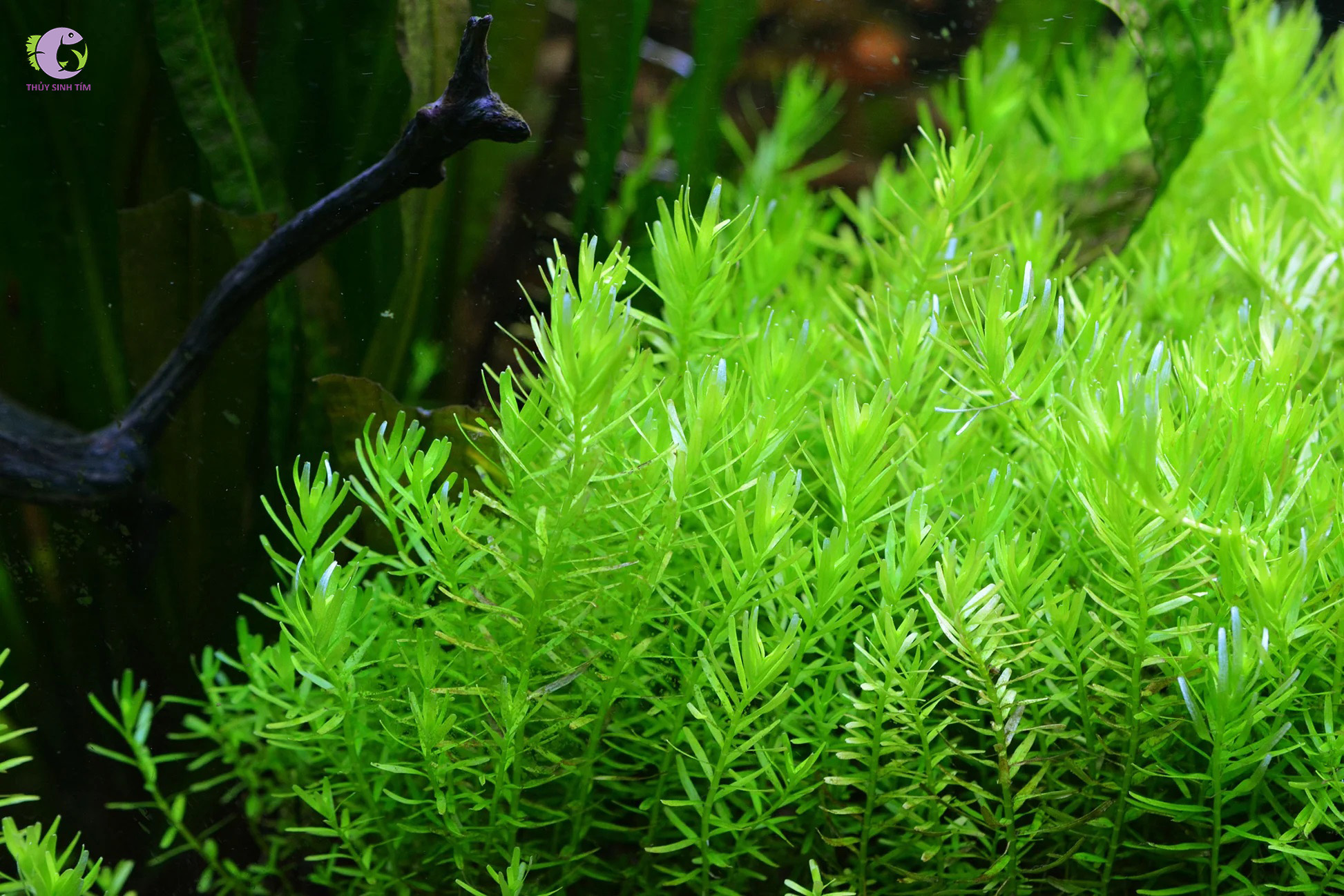 Cây Vảy Ốc Xanh Cao-2