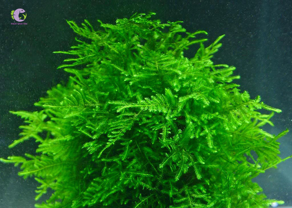 Vỉ Rêu Peacock 10x10-1