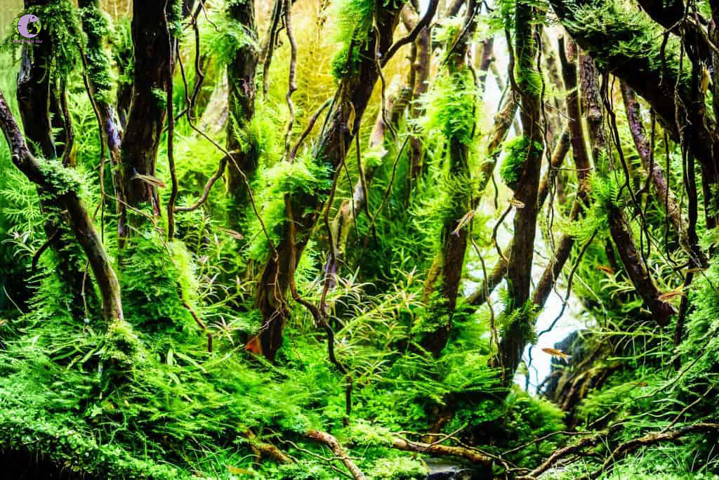 Vỉ Rêu Peacock 10x10-2