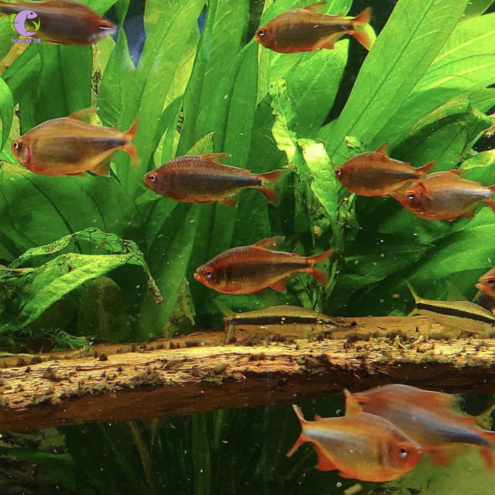 cá wadai tetra 2