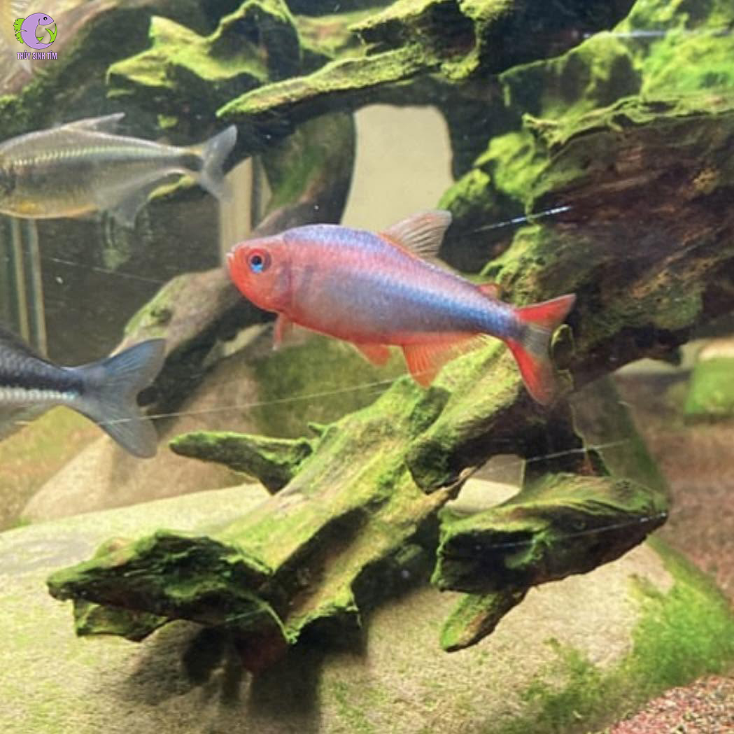 cá wadai tetra 3