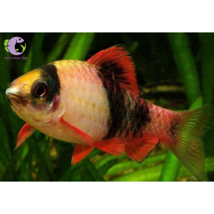 cá-diếc-dưa-hấu-2