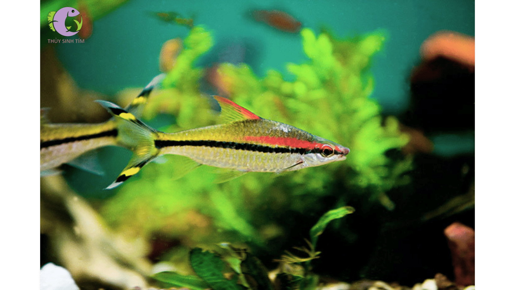 cá hồng mi 6-7cm - 1