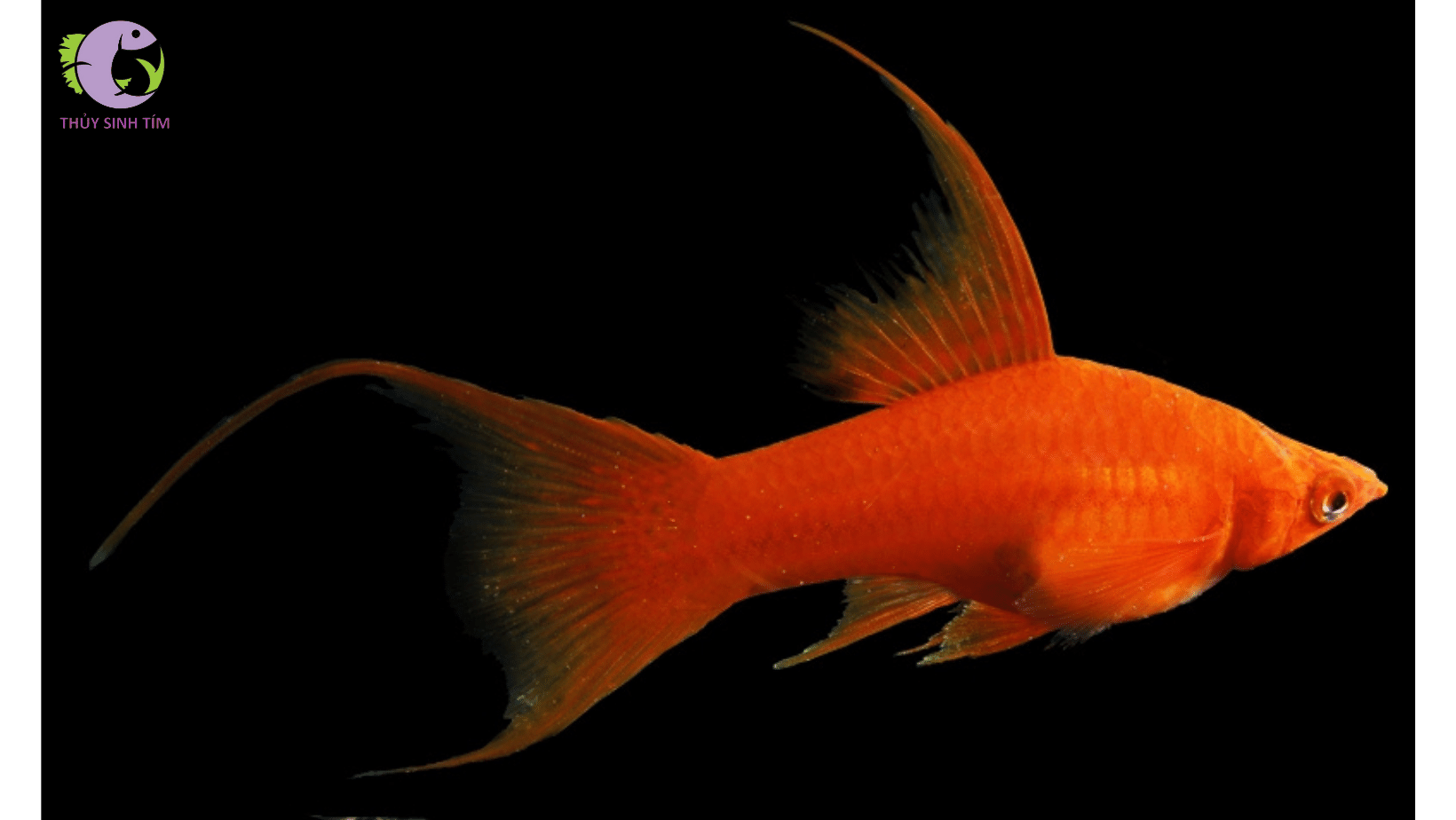 cá song kiếm mắt đỏ - 2