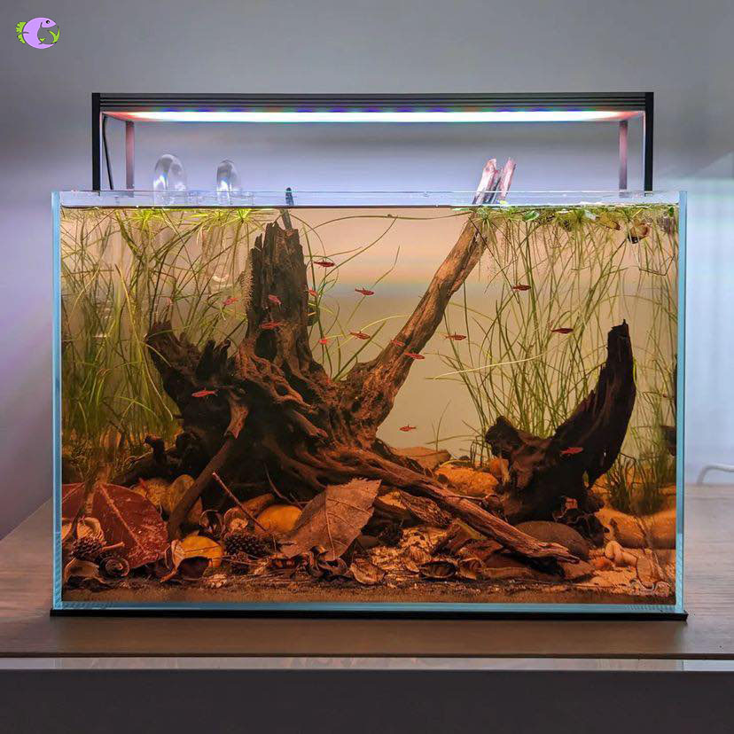 Combo Trải Nền Biotope - 2