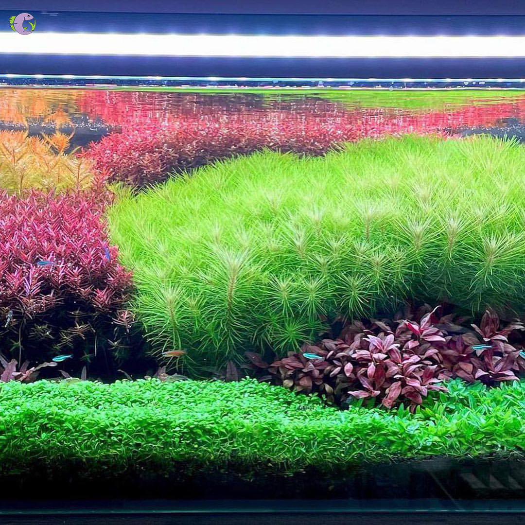 Cốt Nền Thuỷ Sinh Siêu Bền 5S - 4