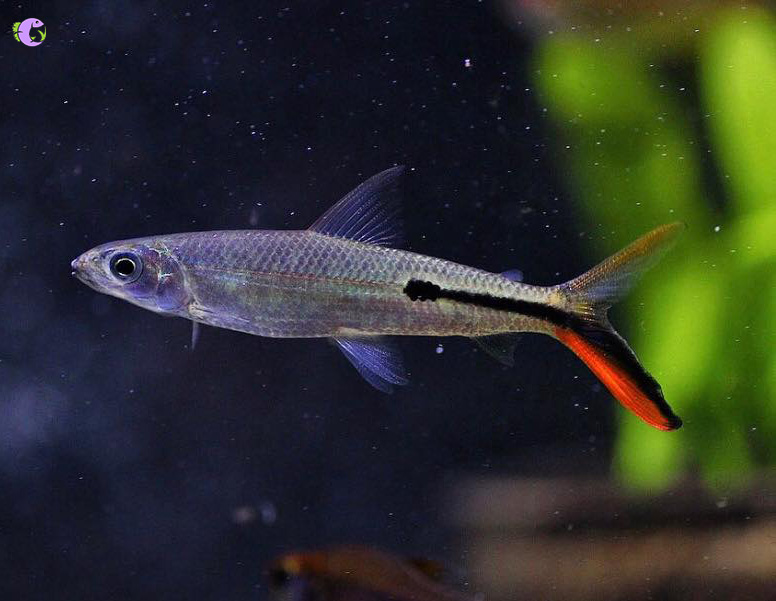 Slender Red Tail (Hemiodus Tetra) - 1