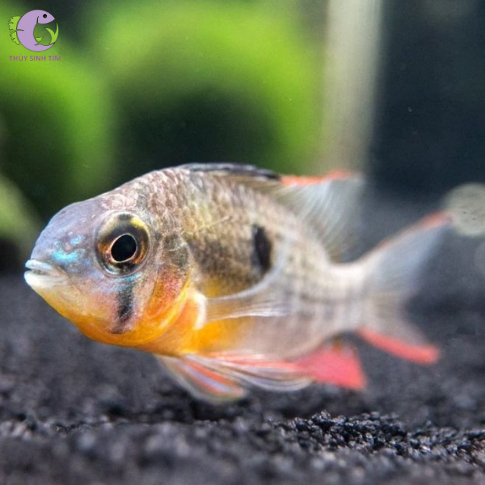 phuong-hoang-bolivia-2