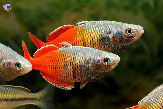 Thạch Mỹ Nhân - 2