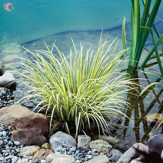 Cây Thạch Xương Bồ Vàng - 2