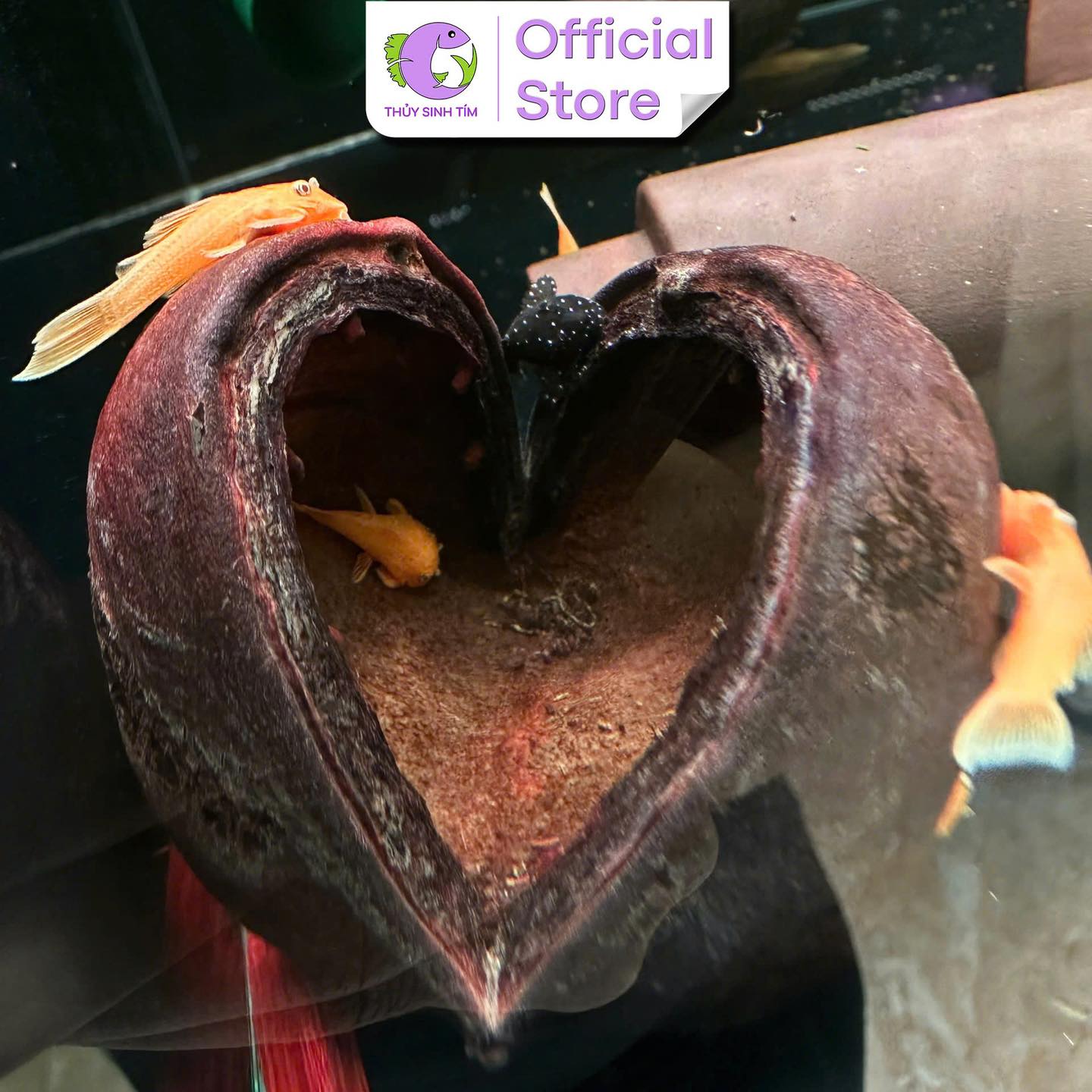 Vỏ Trôm Rừng - 2