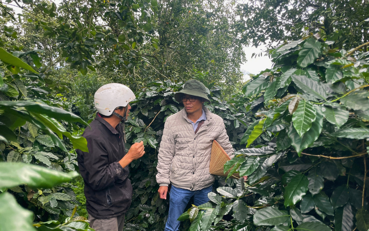 Vườn cà phê arabica Núi Min của Anh Quang, Đà Lạt