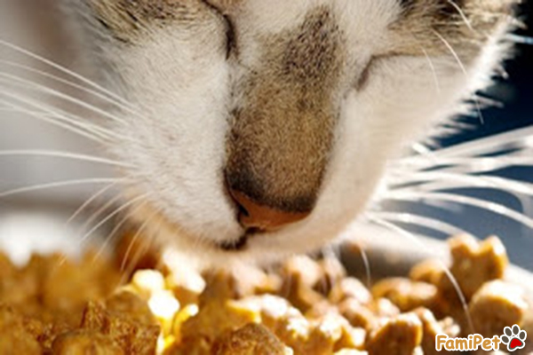 thức ăn hạt khô cho mèo