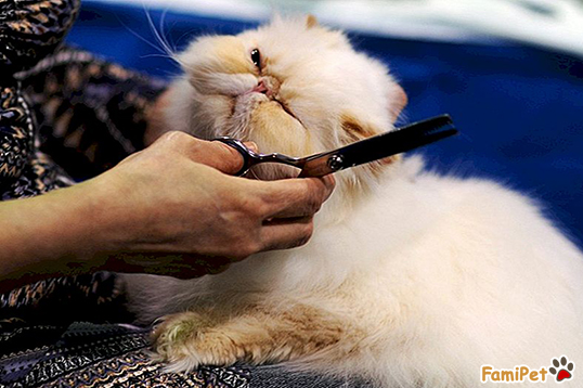 cắt tỉa lông cho mèo