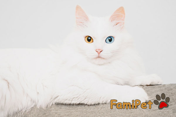 mèo lông trắng