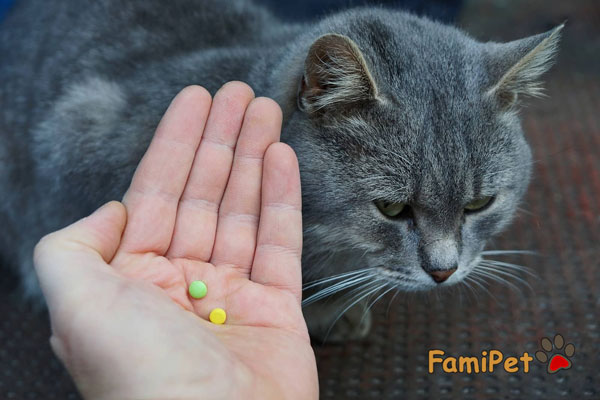 cách cho mèo uống thuốc