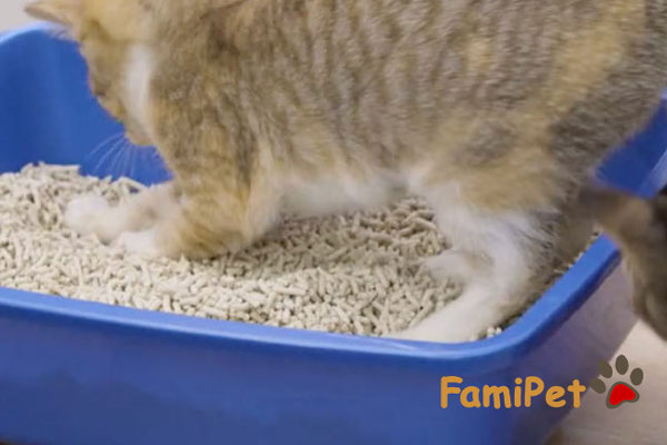 chọn cát vệ sinh cho mèo