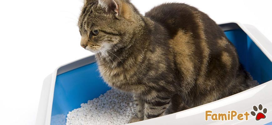 Tại sao nên mua cát vệ sinh cho mèo