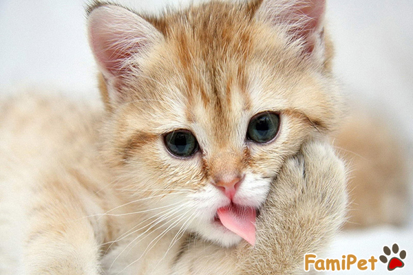 bệnh búi lông ở mèo