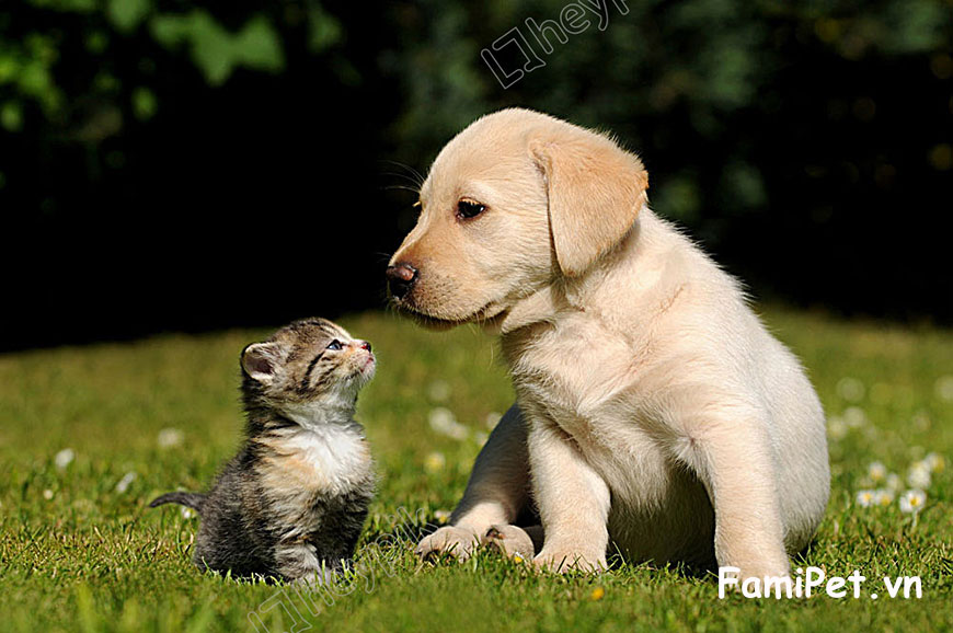 Cho chó mèo gần gũi với nhau từ khi còn bé