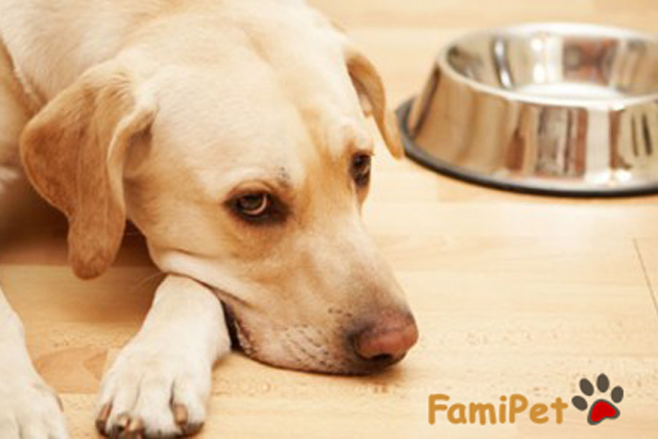 Chó ốm cho ăn gì hướng dẫn chăm sóc chó bị ốm hiệu quả