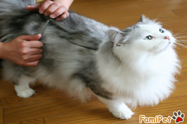 bênh búi lông ở mèo
